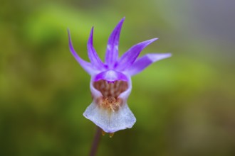Calypso orchid, fairy slipper, Venus's slipper (Calypso bulbosa, Cypripedium bulbosum) in flower in