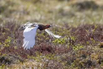 Willow ptarmigan, willow grouse (Lagopus lagopus, Lagopus albus) male, cock in summer plumage