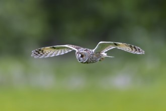 Long-eared owl (Asio otus) in flight over grassland at forest edge, hunting for rodents like mice