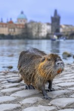 Coypu, nutria (Myocastor coypus) posing on quay along the Vltava river in the city Prague, Czech