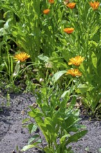 Mary's gold, common marigold, pot marigold, Scotch marigold, ruddles (Calendula officinalis,