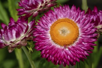 Colourful golden everlasting flowers, strawflowers (Xerochrysum bracteatum, Bracteantha bracteata)