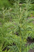 Cardoon, artichoke thistle (Cynara cardunculus, Carduus cardunculus) in herb garden in early summer