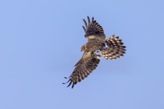 Montagu's harrier (Circus pygargus) adult female flying with damaged wing, tertials missing