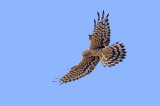 Montagu's harrier (Circus pygargus) adult female with caught bush cricket prey in its talons flying