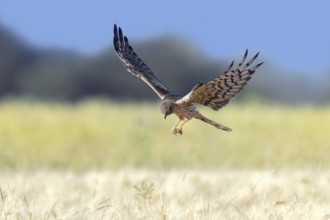 Montagu's harrier (Circus pygargus) adult female with caught mouse prey in its talons flying over