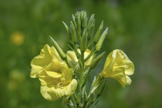 Common evening-primrose, sundrop, German rampion, hog weed (Oenothera biennis, Brunyera biennis) in