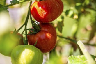 Close-up of tomatoes in the garden