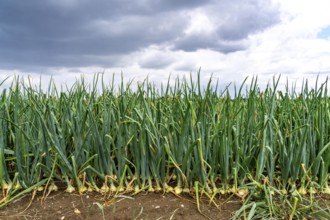 Agriculture, field with onions, shortly in front of harvest, near Nettetal, on the Lower Rhine,