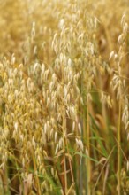 Agriculture, field with grain, oats, shortly in front of harvest, near Nettetal, on the Lower