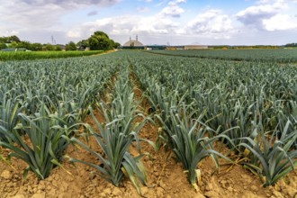 Agriculture, field with leeks, leek, shortly in front of harvest, near Nettetal, on the Lower
