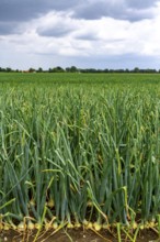 Agriculture, field with onions, shortly in front of harvest, near Nettetal, on the Lower Rhine,