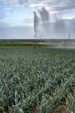 Agriculture, artificial irrigation of a field, sprinkler system, leek, leek, east of Nettetal, on