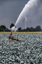 Agriculture, artificial irrigation of a field, irrigation system, cabbage cultivation, red cabbage,