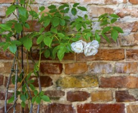 Decorative courtyard area in the Palais am Stadhaus, Potsdam, Brandenburg, Germany