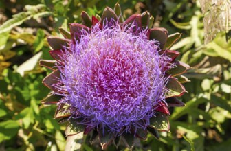 Artichoke, vegetable cultivation, on Isola di Mazzorbo, Venice, Veneto, Italy
