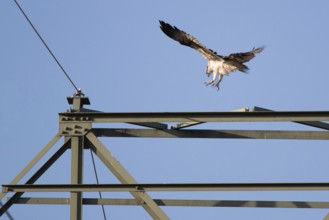 Osprey (Pandion haliaetus) landing on a power pole, Mecklenburg-Western Pomerania, Müritz region,