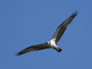 An osprey (Pandion haliaetus) in flight, Mecklenburg-Western Pomerania, Müritz region, Germany