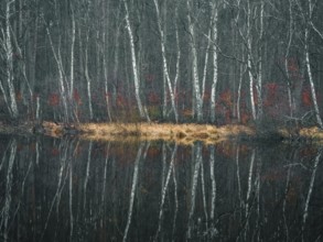 A birch forest reflected in a water surface, Mecklenburg-Vorpommern, Germany