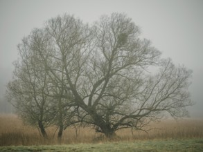 Trees in the early morning fog, Mecklenburg-Vorpommern, Mecklenburg-Vorpommern, Germany