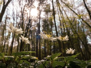 Wood anemone (Anemone nemorosa) against the light, Mecklenburg-Vorpommern, Germany