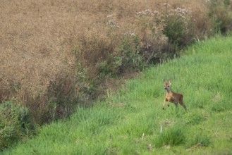 Fawn (Capreolus capreolus) at the edge of a field, Mecklenburg-Western Pomerania, Müritz region,