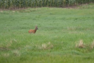 Roebuck (Capreolus capreolus), Mecklenburg-Western Pomerania, Müritz region, Germany