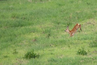 Fawn (Capreolus capreolus) jumping, Mecklenburg-Western Pomerania, Müritz region, Germany
