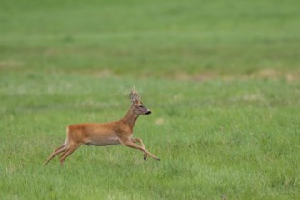 Roebuck (Capreolus capreolus) jumping, Mecklenburg-Western Pomerania, Müritz region, Germany