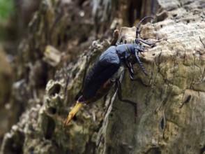 The Prionus coriarius beetle (Prionus coriarius) on dead wood