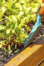 Young beetroot plants in the bed with a small blue shovel
