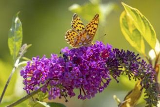 Small pearl-bordered fritillary (Issoria lathonia) on lilac (Buddleja davidii), Ternitz, Lower