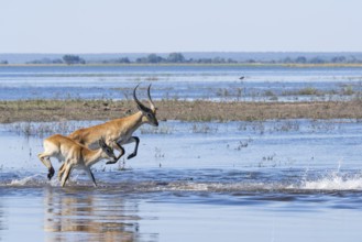 Red lechwe antelope herd (Kobus lache) runs through shallow water, splashing wildly in Chobe River.