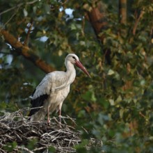 High up in the poplars... White stork (Ciconia ciconia) on its nest in a tree, young adult bird