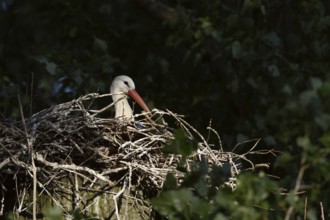 Secretly... White stork (Ciconia ciconia), breeding, courting stork sits in the early morning