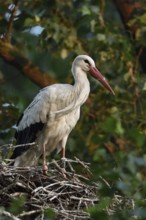 High up in the poplars... White stork (Ciconia ciconia) on its nest in a tree, young adult bird