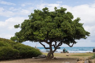 Picturesque tree on the coast, Sentier du Littoral, Cap d'Antibes, Antibes, Provence Alpes Côte