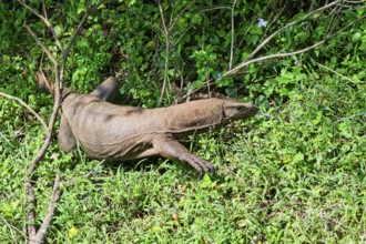 Land Monitor or Bengal monitor (Varanus bengalensis) coming out of the forest, Sri Lanka
