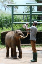 Orphaned Baby elephant being fed with milk by a caretaker, Pinnawala Elephant Orphanage,