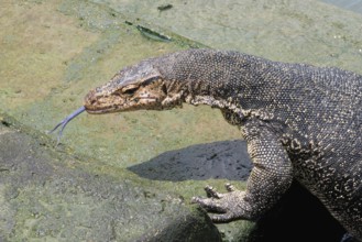 Asian Water Monitor (Varanus salvator) coming out of the water and climbing dock steps, Malacca,