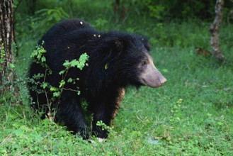 Sloth bear or Indian bear (Melursus ursinus) walking, Yala National Park, Sri Lanka