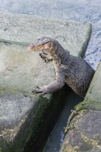Asian Water Monitor (Varanus salvator) coming out of the water and climbing dock steps, Malacca,