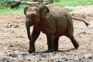 Young orphaned Sri Lankan elephant running to be fed with milk, Pinnawala Elephant Orphanage,