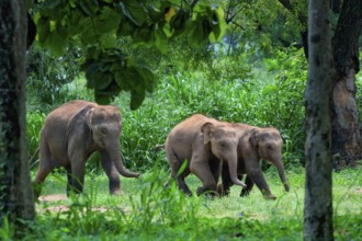 Young orphaned Sri Lankan elephants running to be fed with milk, Pinnawala Elephant Orphanage,