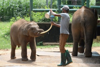 Orphaned Baby elephant being fed with milk by a caretaker, Pinnawala Elephant Orphanage,