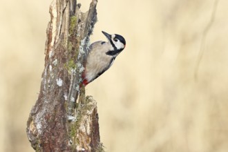 Great spotted woodpecker (Dendrocopos major), male, foraging on a tree stump overgrown with moss