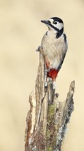 Great spotted woodpecker (Dendrocopos major), male, foraging on a tree stump overgrown with moss