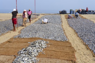 Cleaned fish drying in the sun on coconut matte, Negombo, Sri Lanka