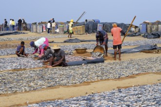 Fishermen spreading fish to dry, Negombo, Sri Lanka