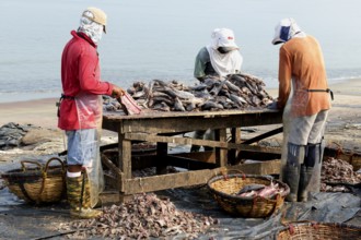 Fishermen cleaning and preparing fish for the market, Negombo, Sri Lanka